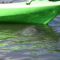 Manatees by the kayaks